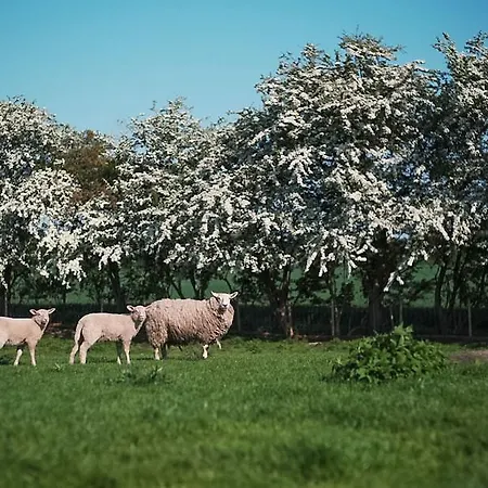 Den Gamle Graensekro 3*