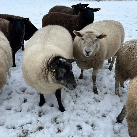 Den Gamle Graensekro 3*